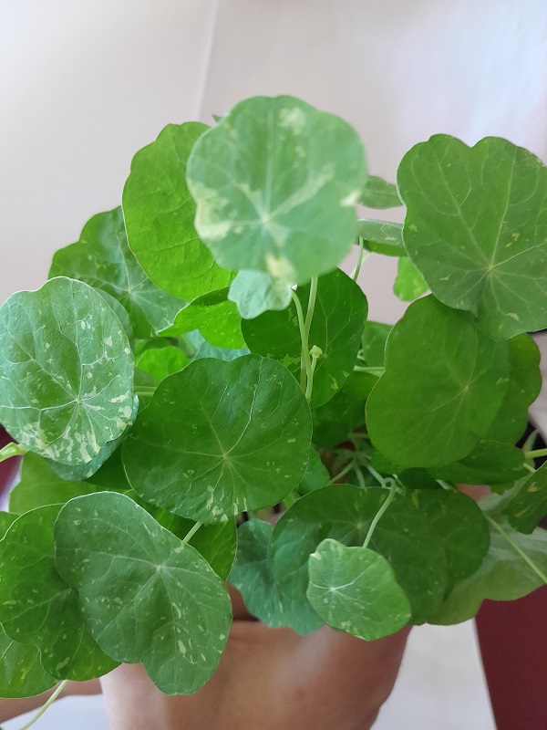 Nasturtium Tropaeolum majus, Kapucínka na mikrozeleninu mramorované listy 1 kg